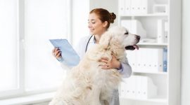 Qualities You Must Find in a Pet Hospital